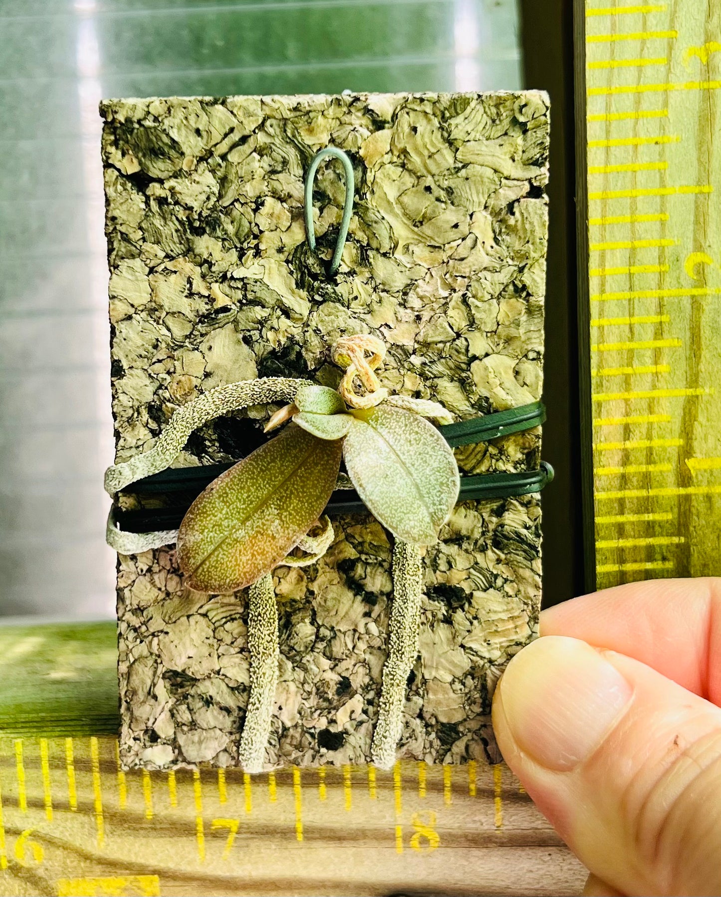 A miniature species orchid / Aerangis punctuate