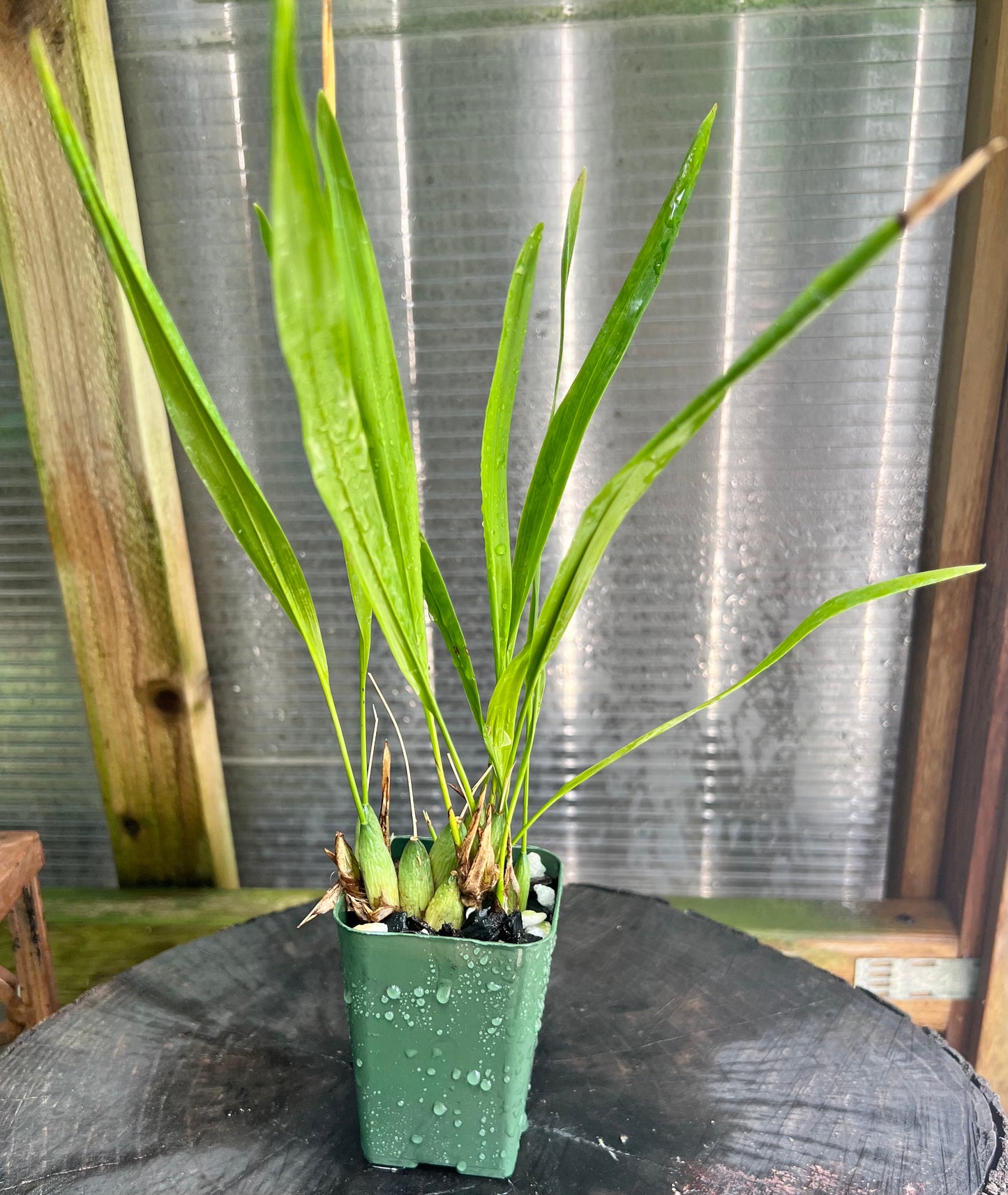 Dendrochilum filiforme