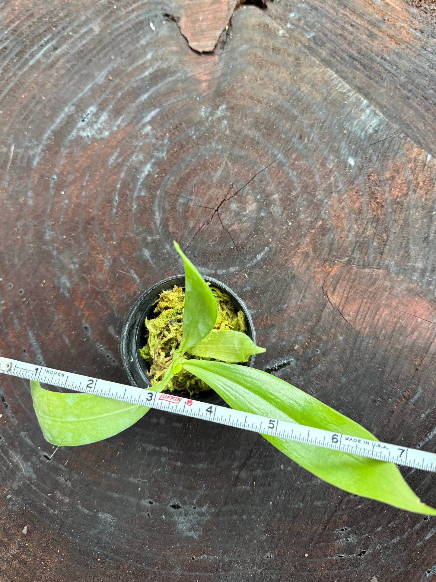 Aerangis citrata – Miniature Fragrant Epiphytic Orchid blooming size in 2 1/2” pot.