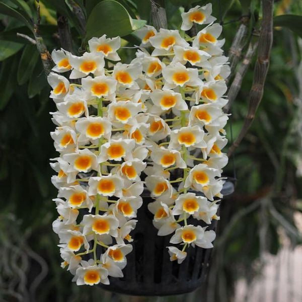 Acspecies orchid/ Dendrobium farmeri f. albiflorum (yellow lip, pure white tepals) blooming size/ 3” nursery pot