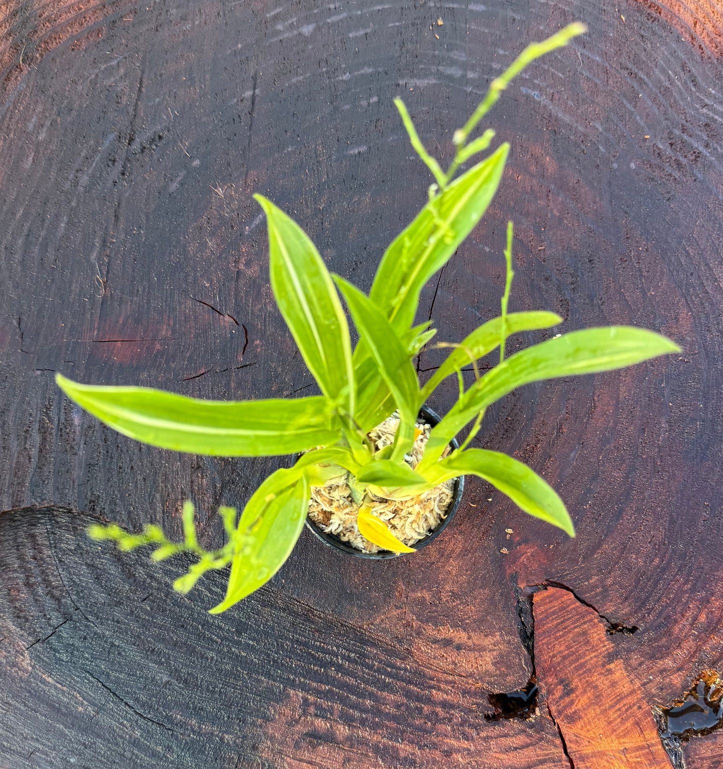 Oncidium Gold Dust ‘Tiny Twinkle’ Orange Variegated – Miniature Orchid, Fragrant Orange Blooms, Easy Indoor Plant, Variegated Leaves