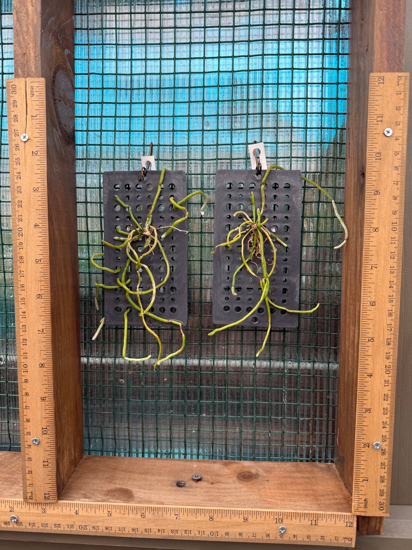 A leafless mini orchid , Chiloschista viridiflava in mounted