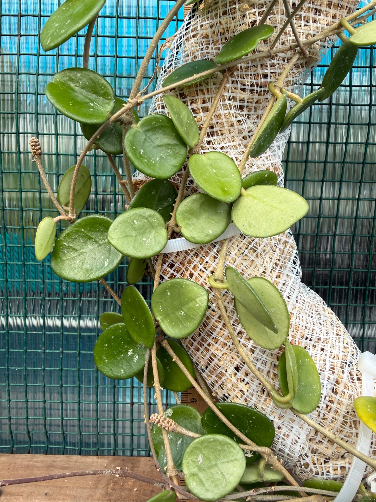 Living Hoya Mathilde Wreath – 12” Blooming Size – Easy Care Botanical Decor
