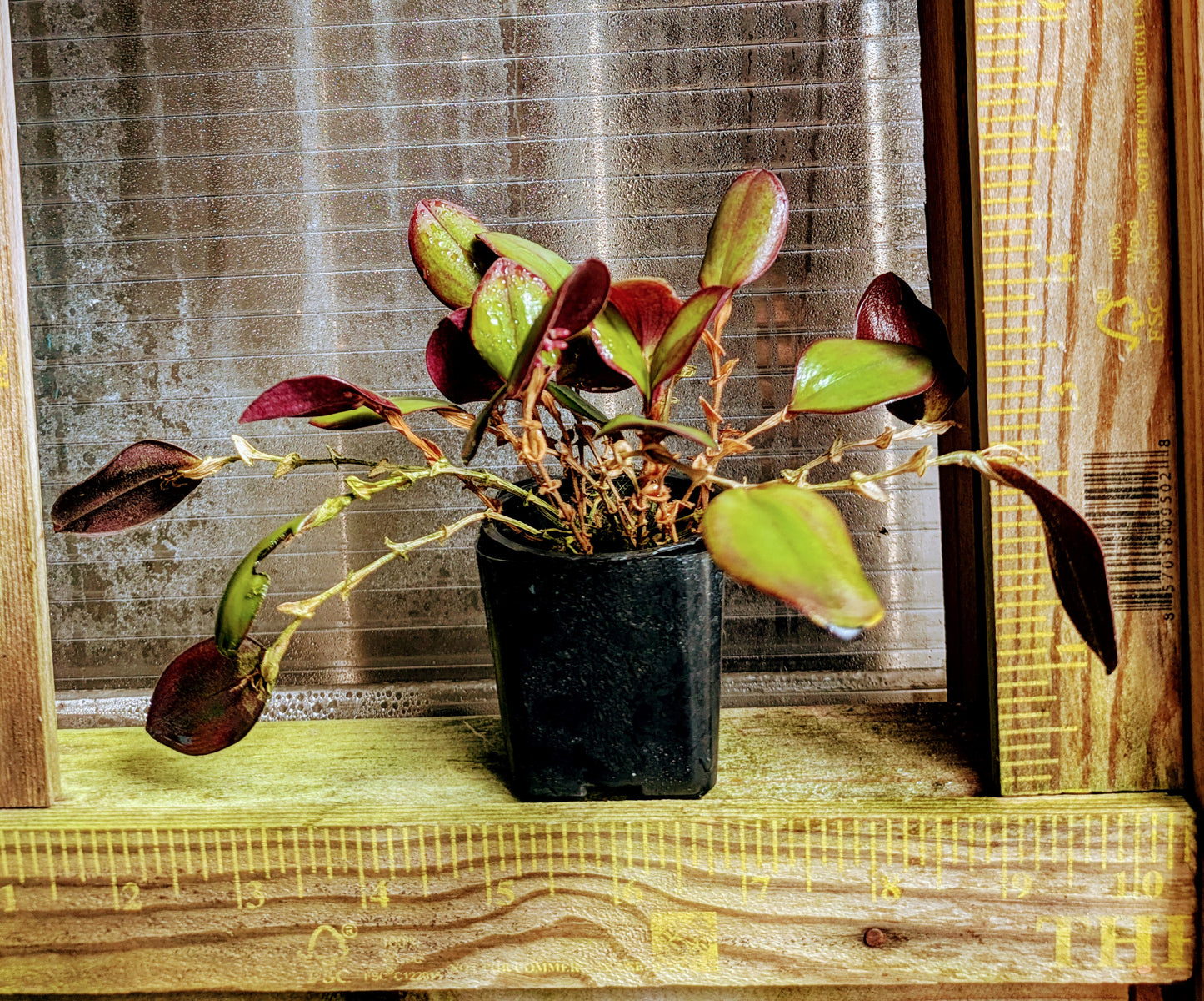 A compact species orchid/ Pleurothallis orbicularis (Trichosalphinx)