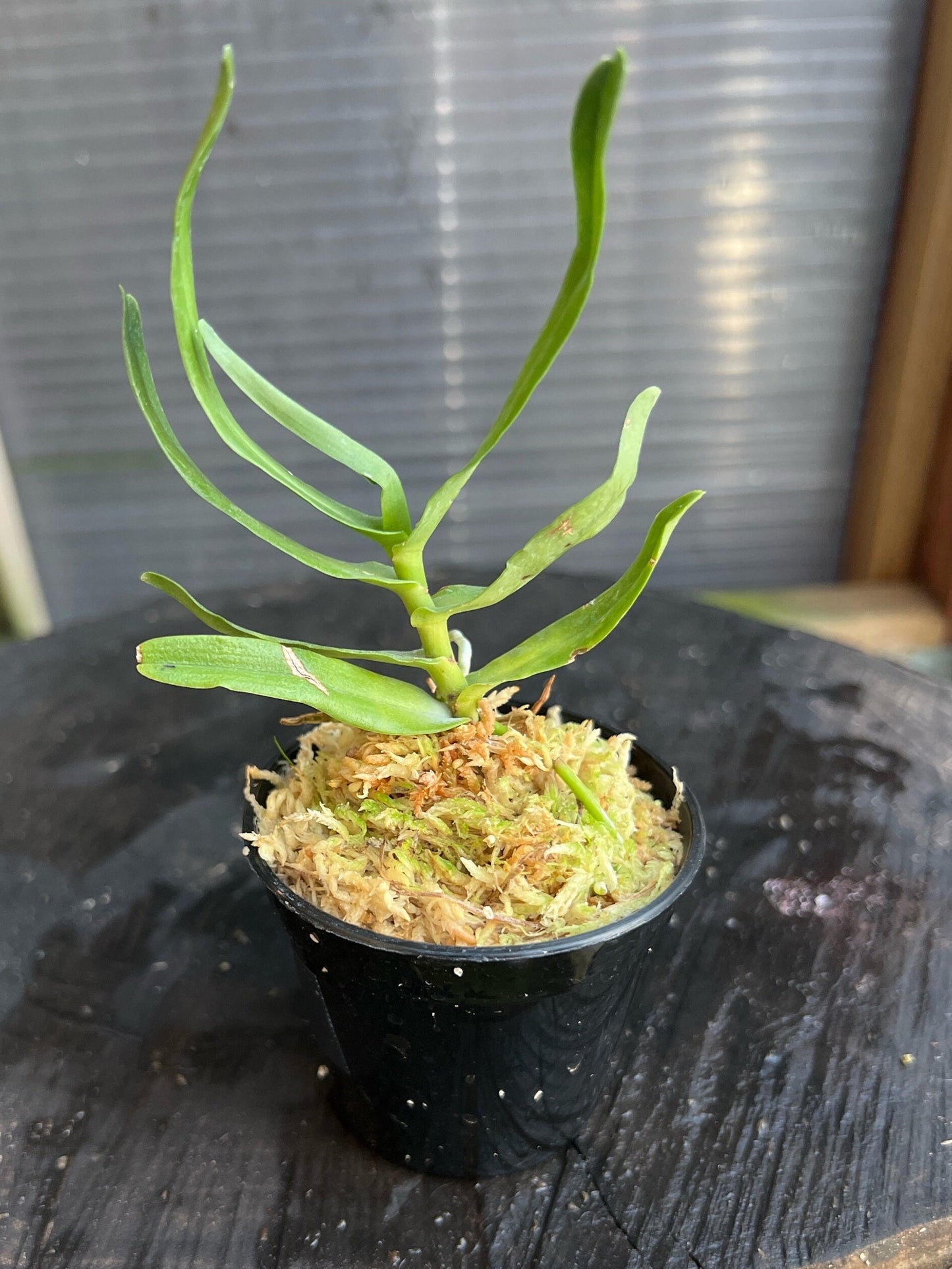 A Fragrant Species orchid/ Oeoniella polystatachys/ blooming size in 2 1/2” nursery pot