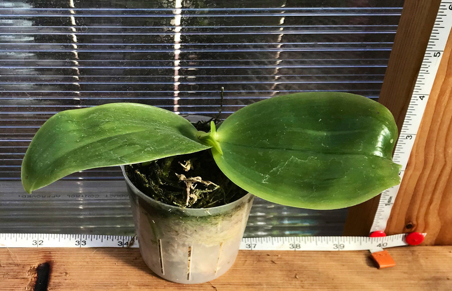 A very fragrant species orchid/ Phalaenopsis bellina ‘red apple'