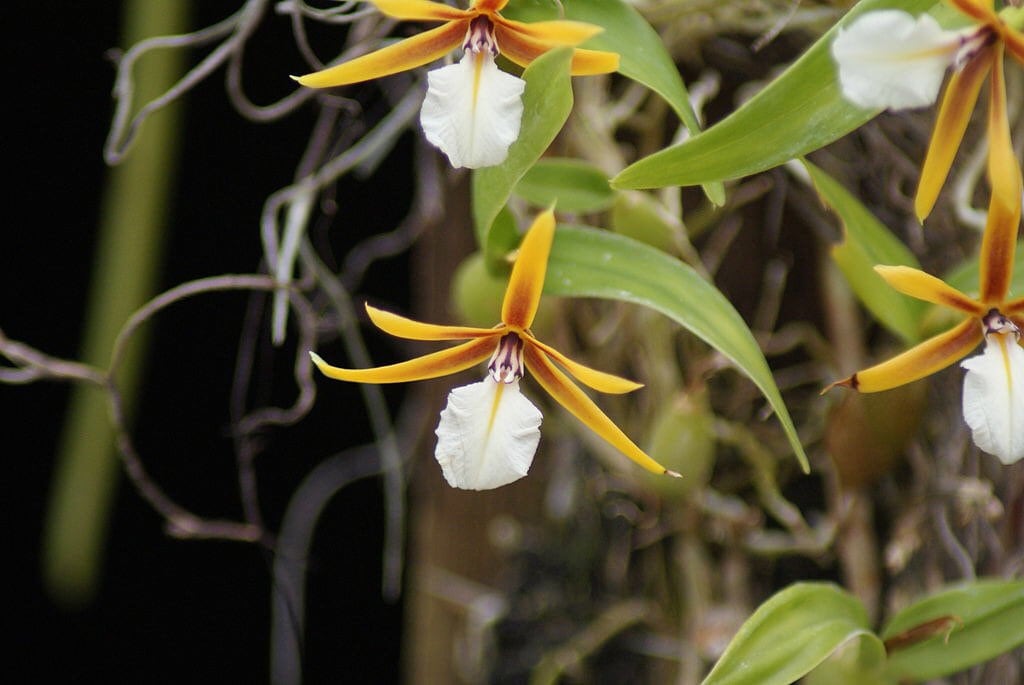 Very fragrant compact orchid / Encyclia polybulbon ‘Golden Gate’/ blooming size/ 3" or 4" pot.