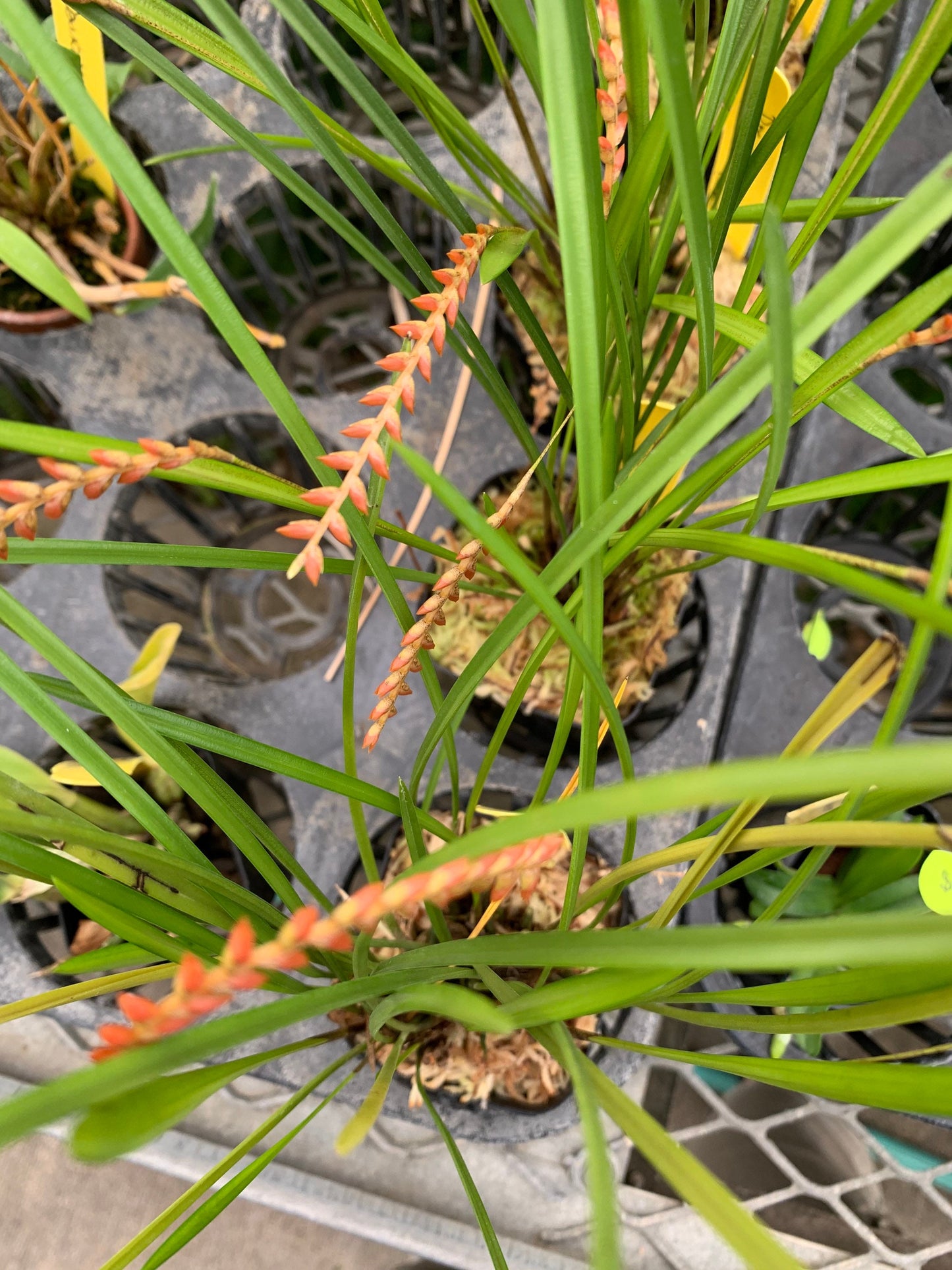 A species orchid / Dendrochilum wenzelii (orange form)