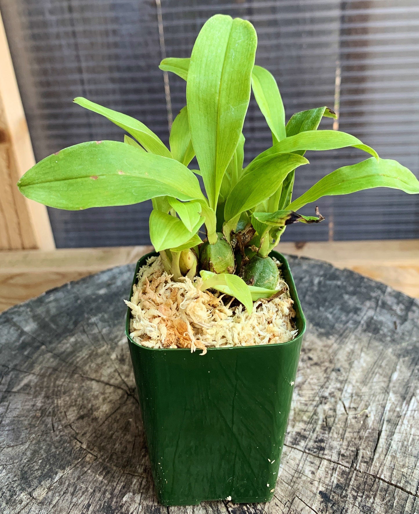 Fragrant miniature orchid/ rare find/ Promenaea xanthina/ 2 1/2” pot