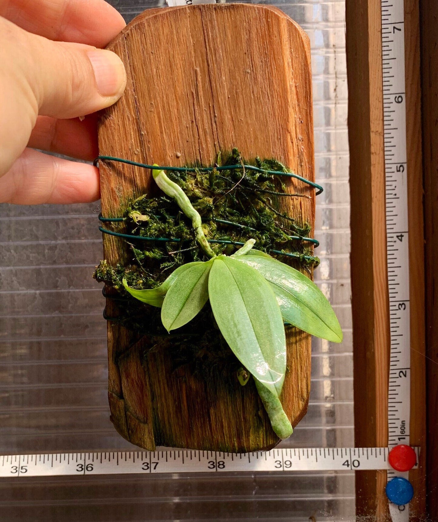 A super cute species tiny orchid / Phalaenopsis parshii fam alba