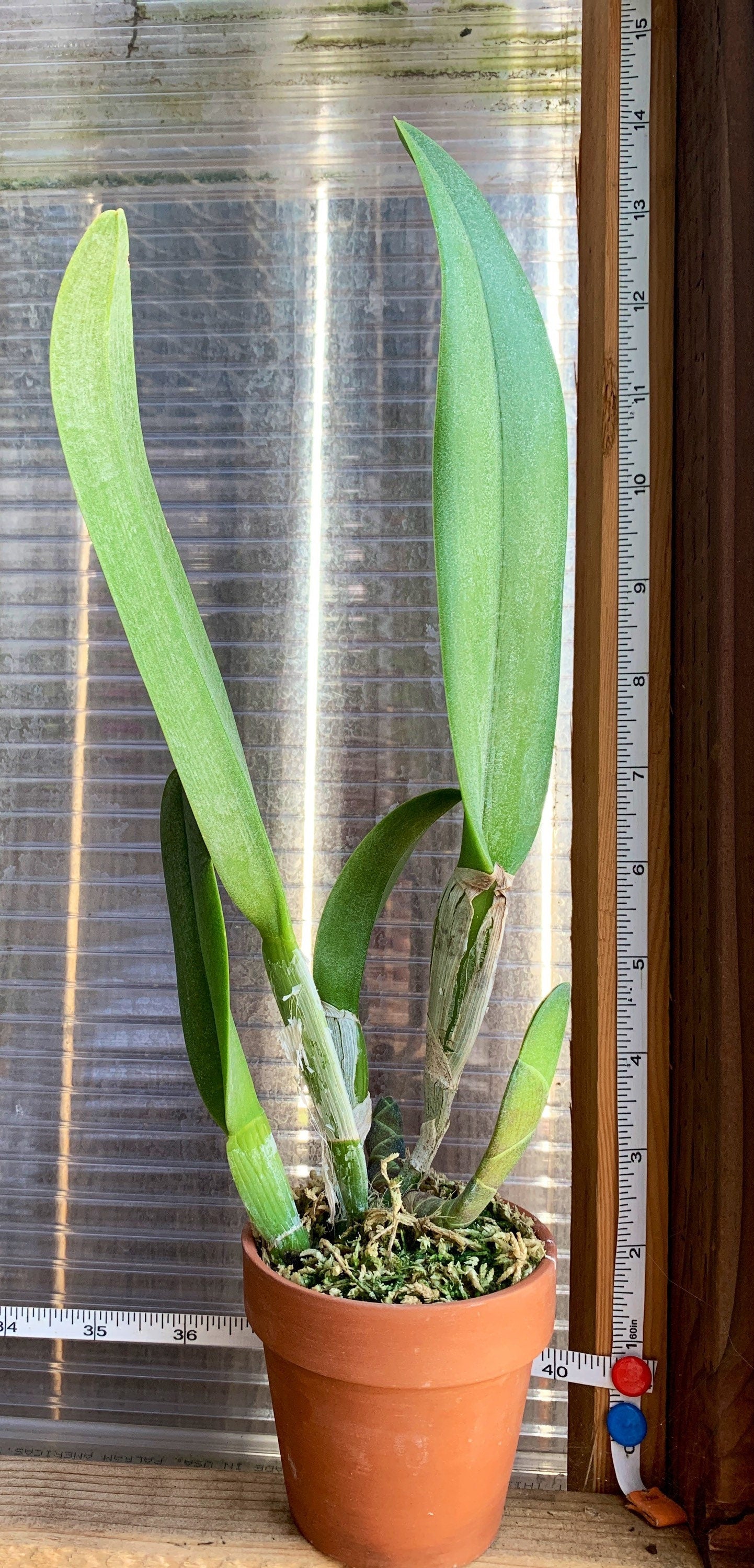 Fragrant orchid /Rhyncholaelia digbyana ‘green giant’ AM/AOS/ blooming size / 3”nursery pot.