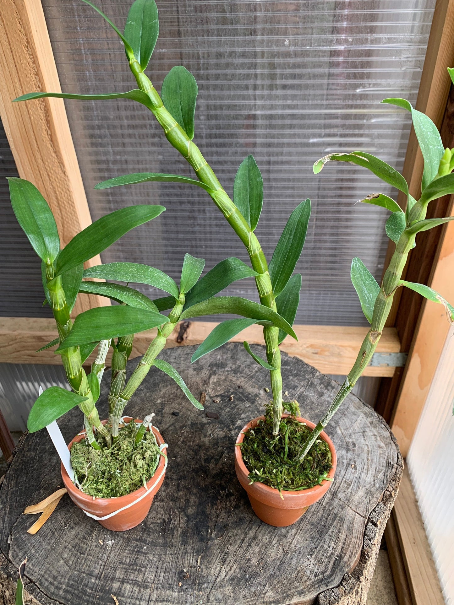 A beautiful nobile orchid/ Dendrobium Hawaiian ’GC’