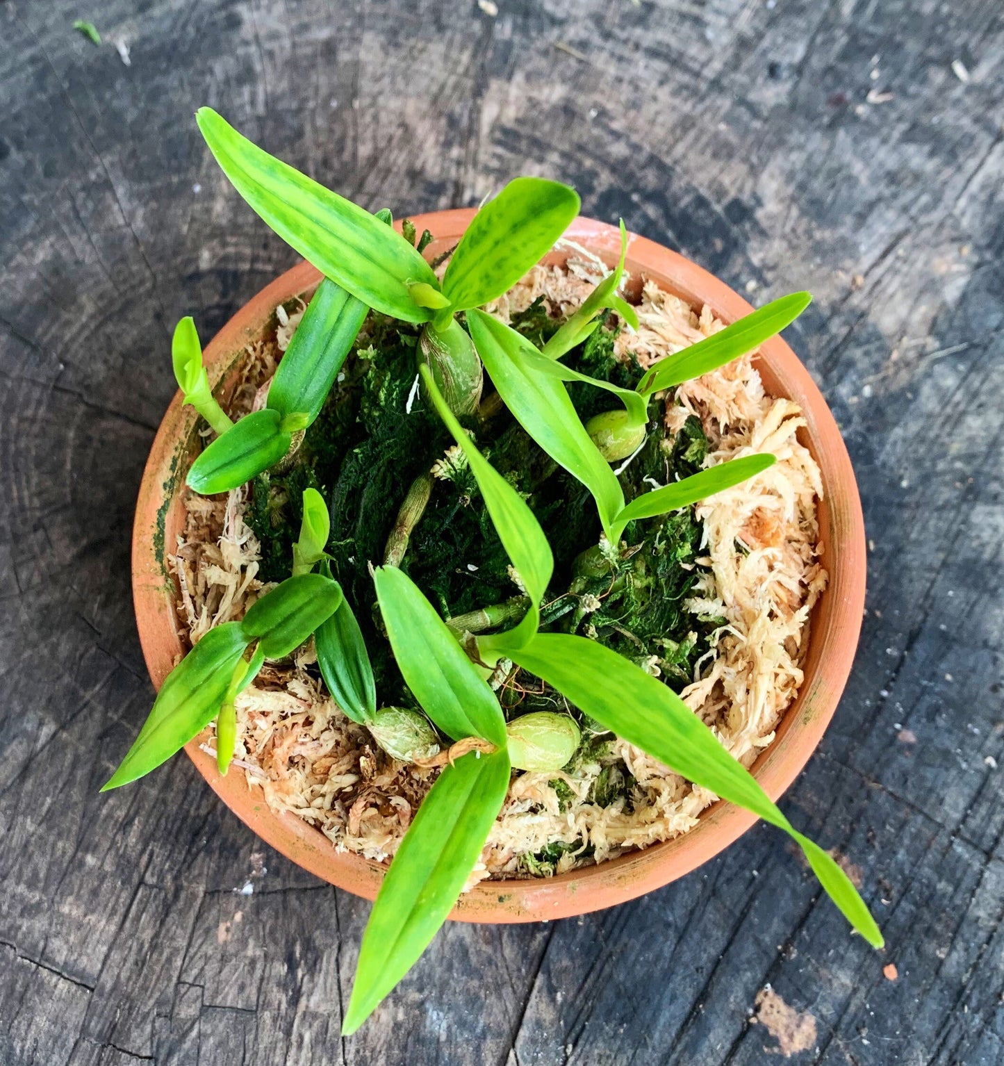 Very fragrant compact orchid / Encyclia polybulbon ‘Golden Gate’/ blooming size/ 3" or 4" pot.