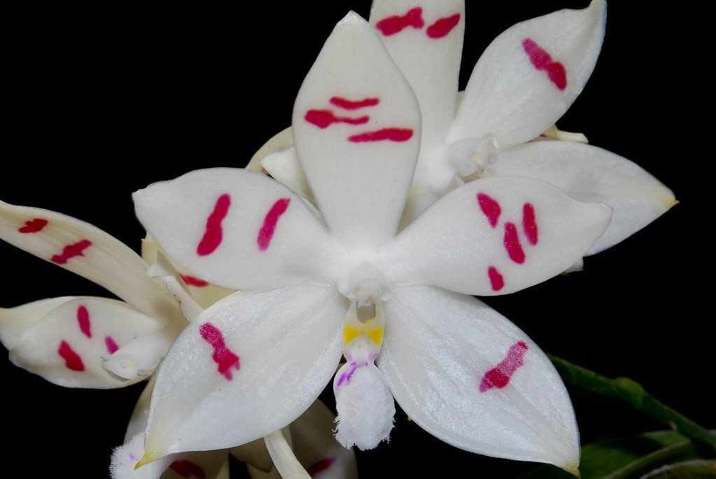 A fragrant species orchid / Phalaenosis tetraspis