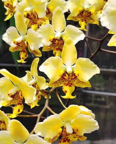 A  collection species orchid / Phalaenopsis stuartiana (Sogo x nobilis)