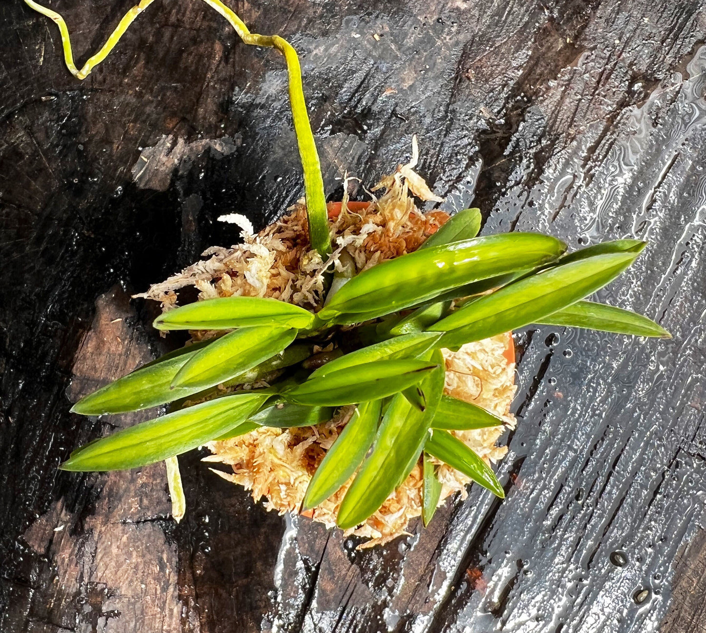 A fragrant species orchid / Neofinetia falcata ’Otakamaru‘ 大鷹丸