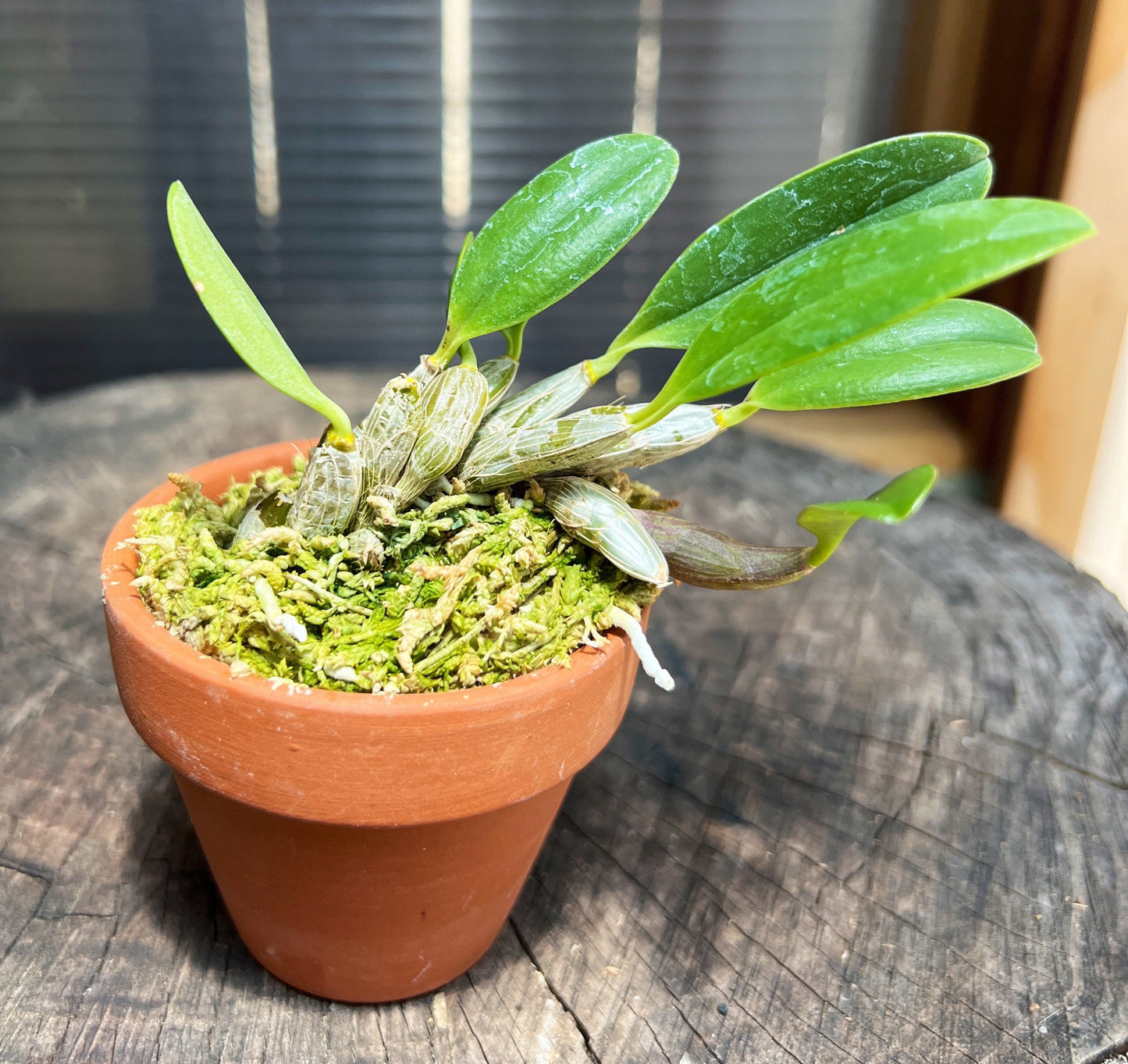 A species orchid / Dendrobium jenkinsii