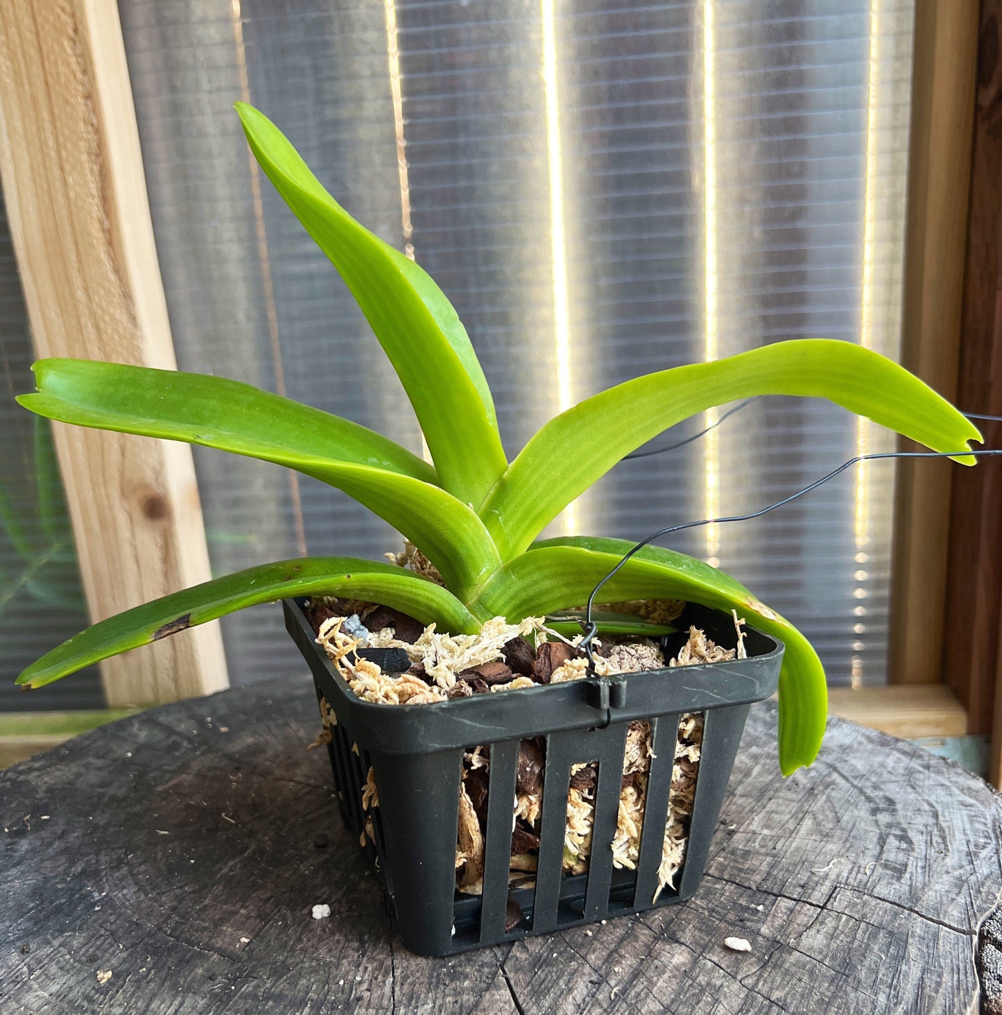 A very fragrant Species orchid / Rhynchostylis gigantea, orange form