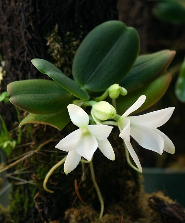 A miniture species orchid / Aerangis fastuosa