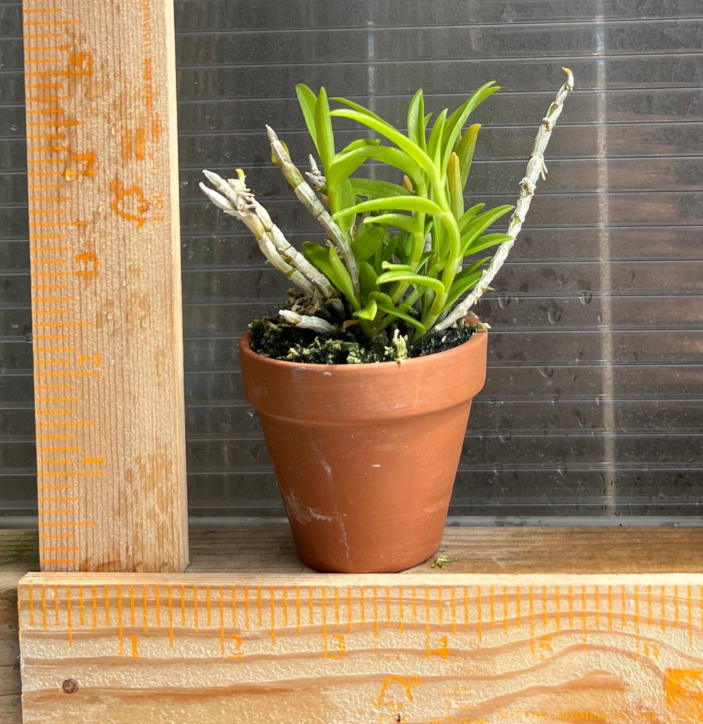 Very fragrant species orchid / Nobel Dendrobium loddigesii