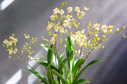 A fragrant orchid- Onc. Twinkle ‘fragrant baby’