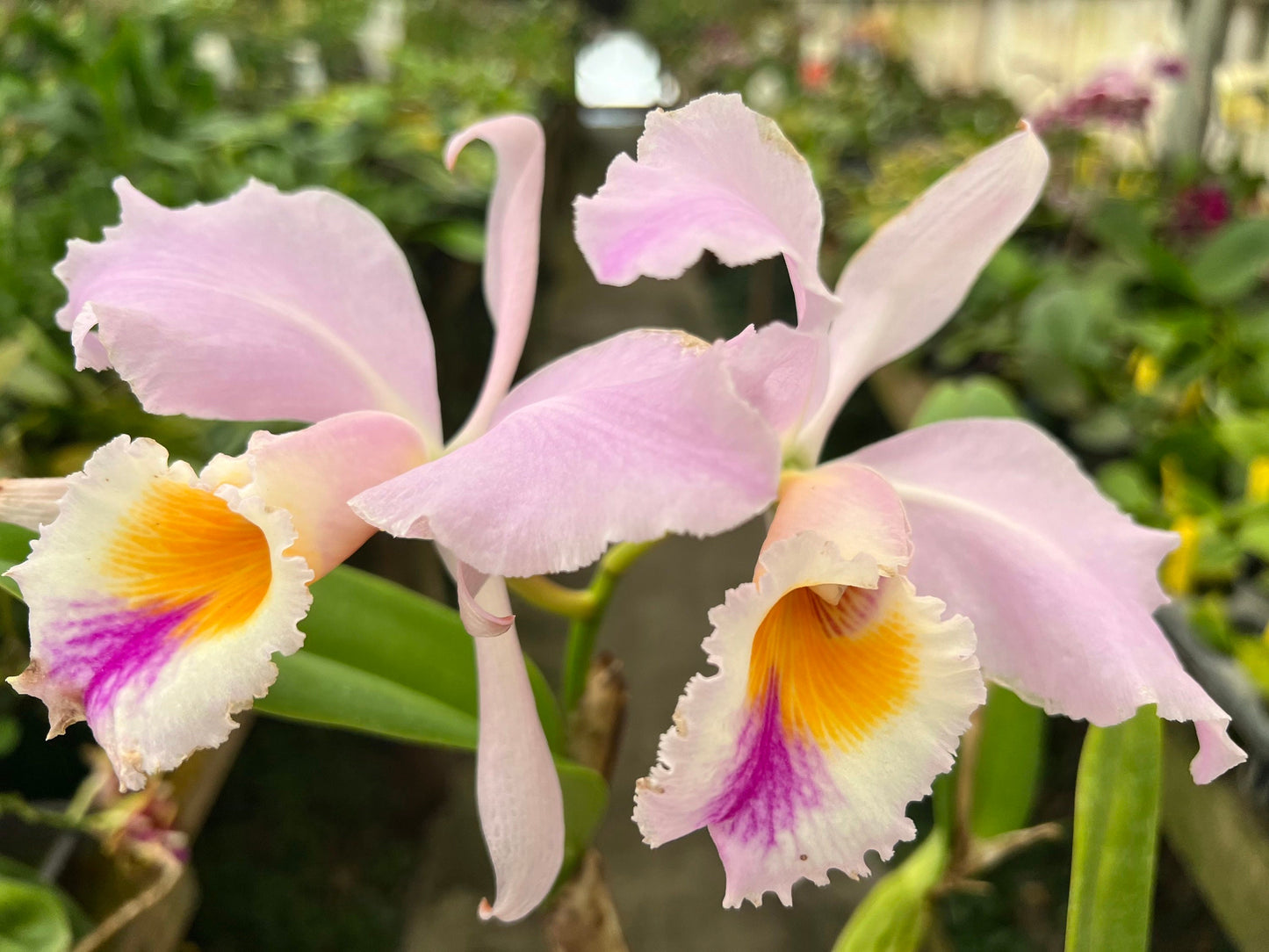A Species Fragrant orchid/ Cattleya gaskelliana
