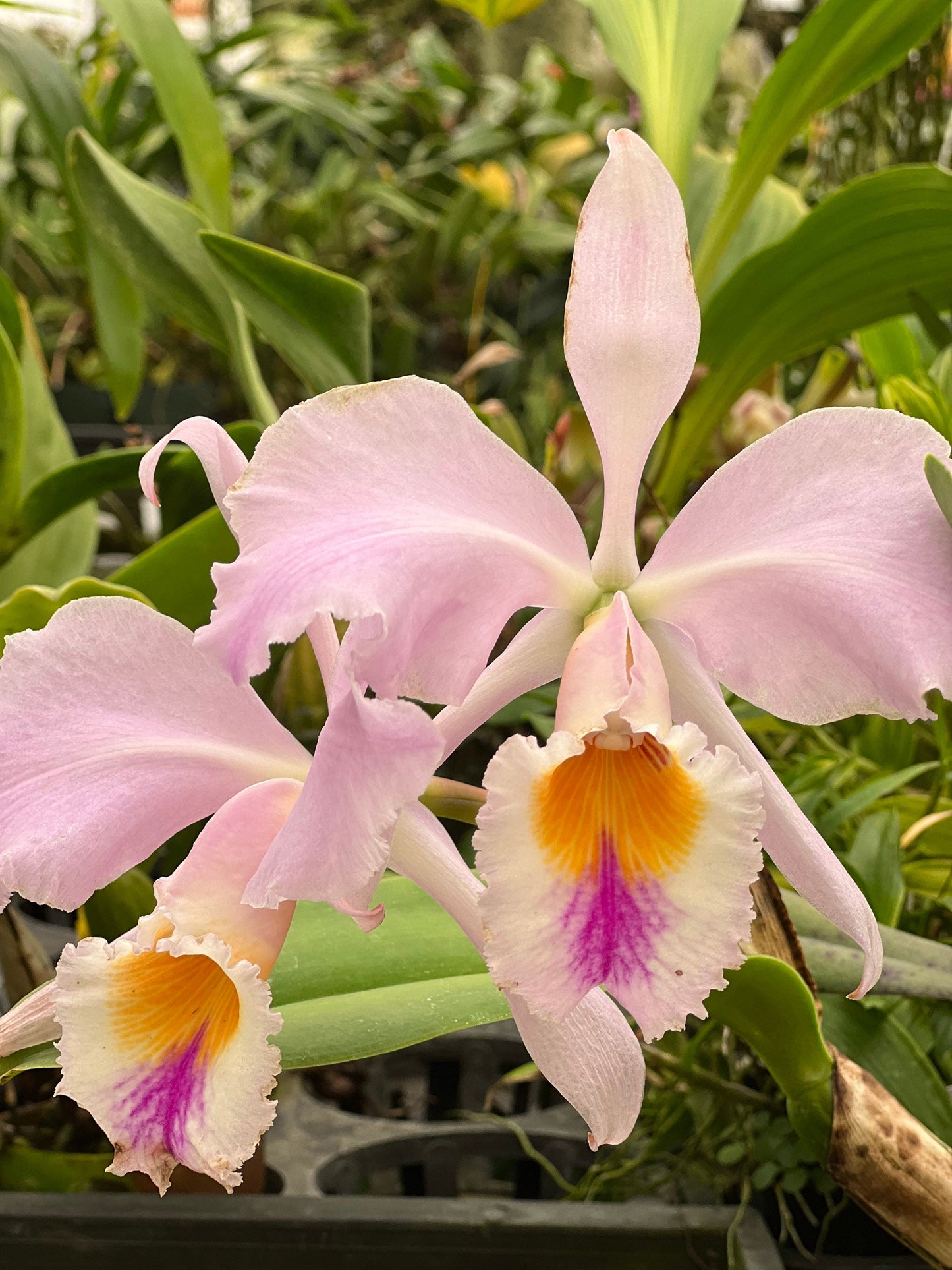 A Species Fragrant orchid/ Cattleya gaskelliana