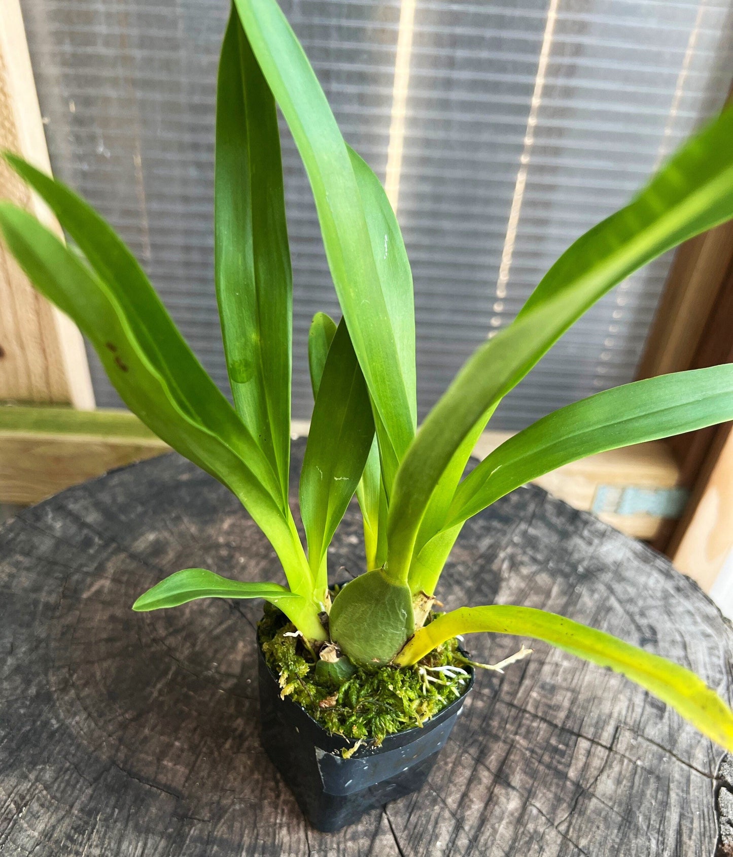 A fragrant orchid- Onc. Twinkle ‘fragrant baby’