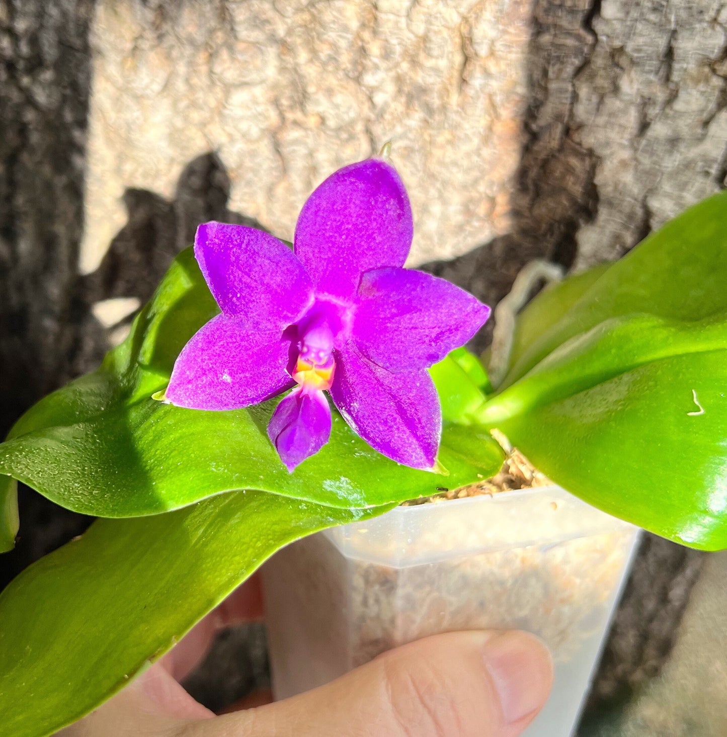 A very fragrant species orchid / Phalaenopsis violacea indigo