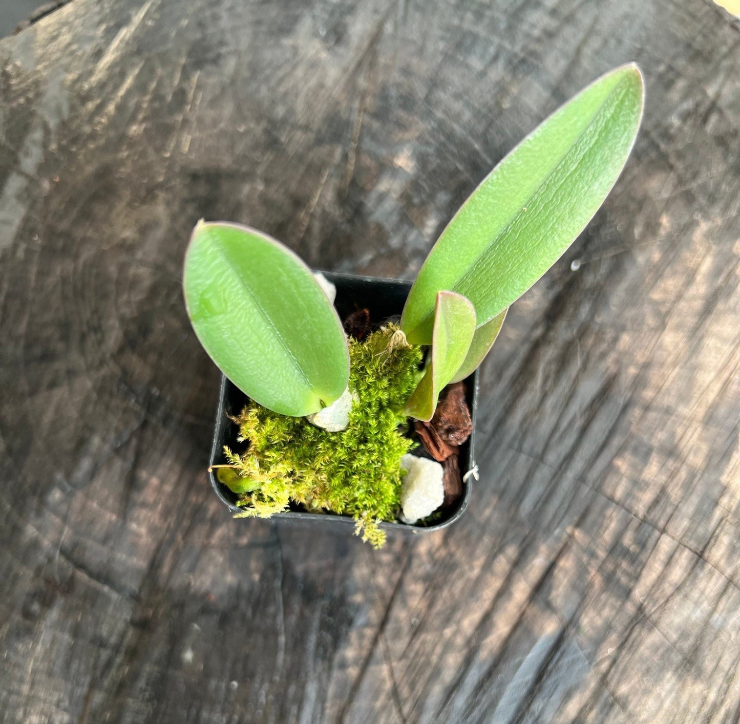 A dwarf species orchid/ Cattleya sincorana