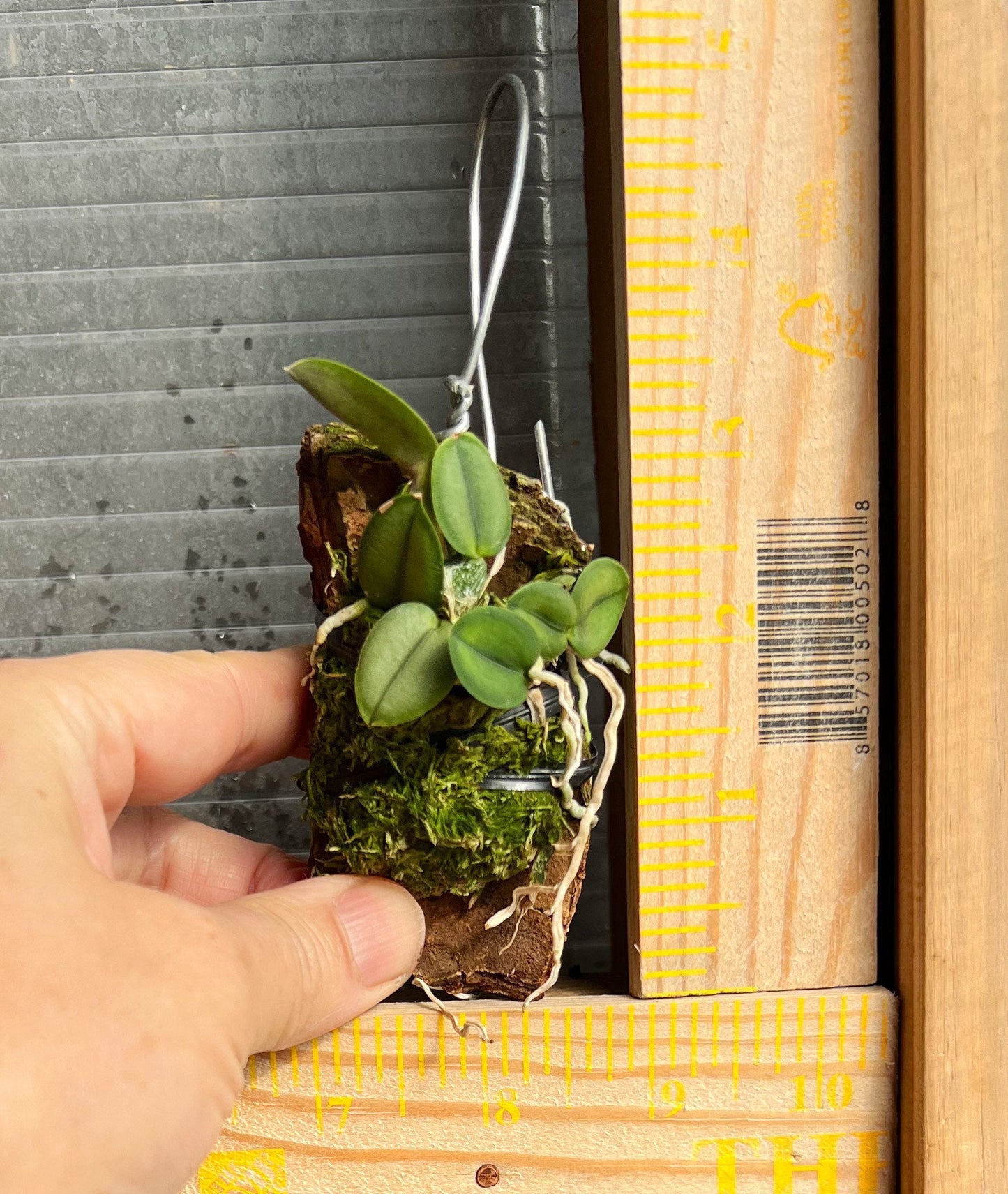 A Tiny Species Orchid/ Sophronitis cernua