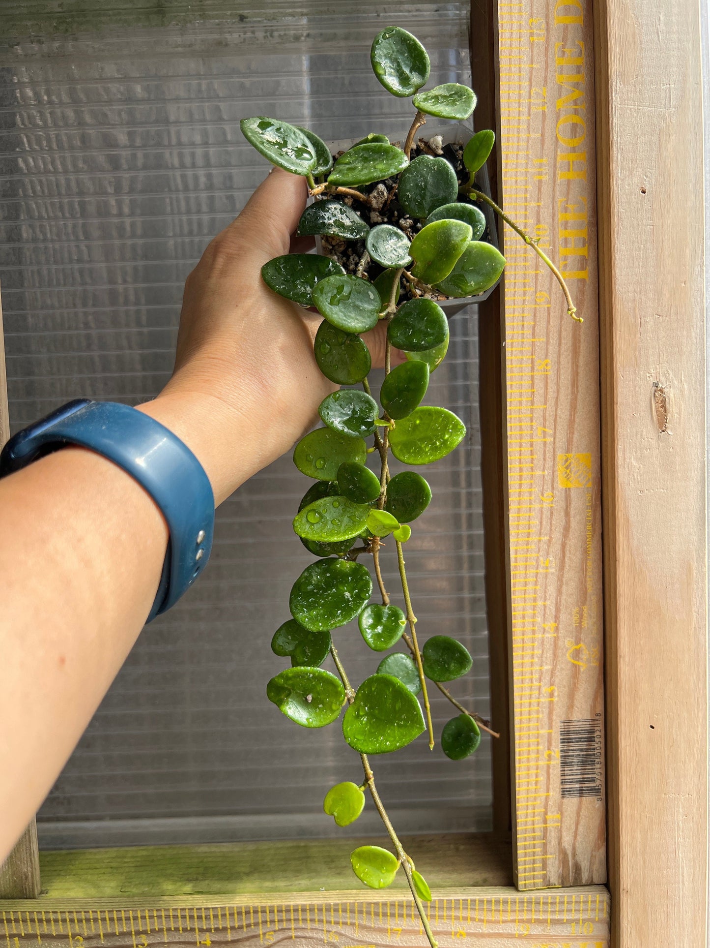 Hoya cv. Mathilda / Completely rooted House plant