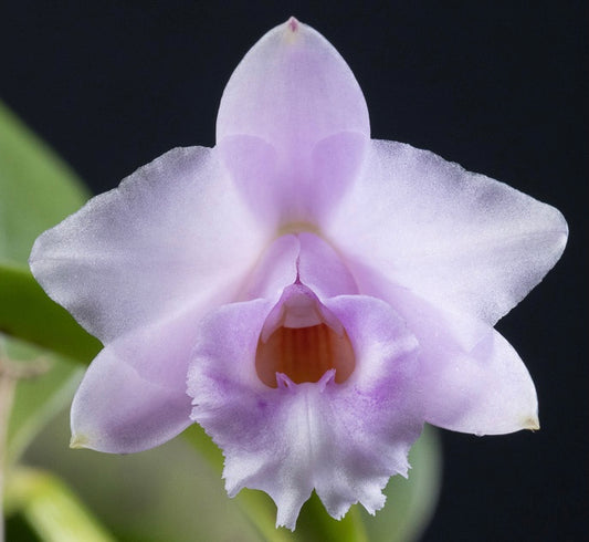 A tiny species orchid/ Cattleya alaorii/ Blooming size in 2 1/2” inch