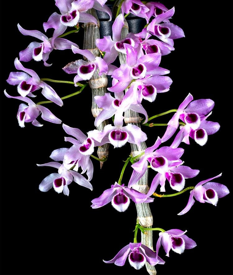 A compact fragrant species Orchid/ Dendrobium parishii