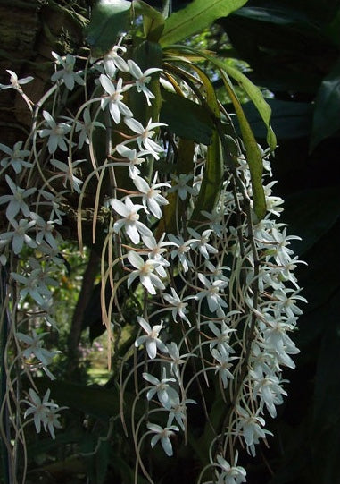 A fragrant species orchid/ Aerangis mystacidii