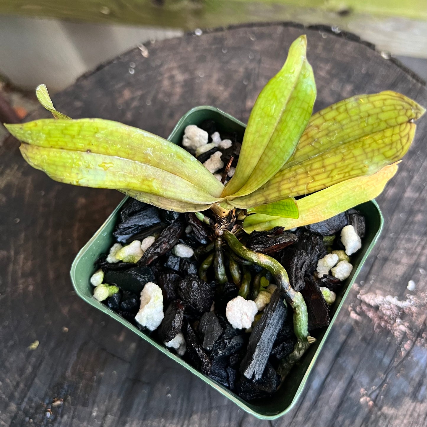 A fragrant species orchid/ Aerangis mystacidii