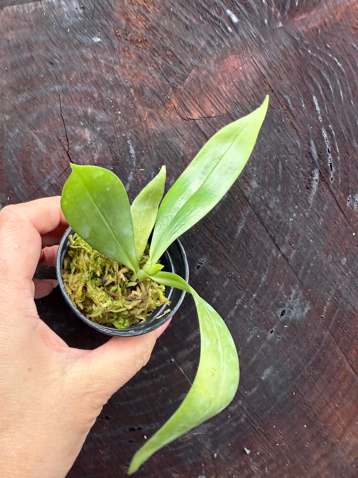 Aerangis citrata – Miniature Fragrant Epiphytic Orchid blooming size in 2 1/2” pot.