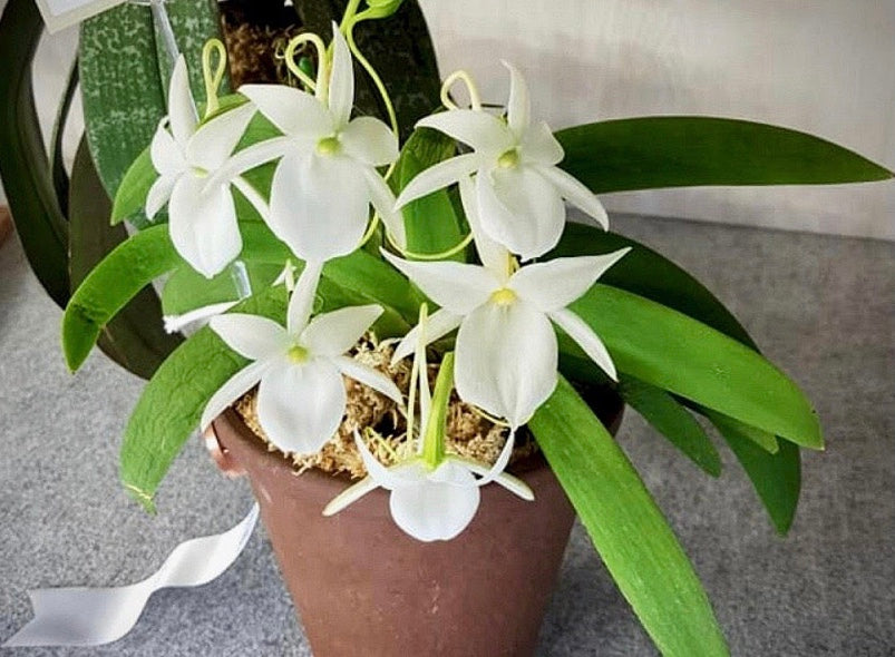 A compact species orchid/ Angraecum leonis