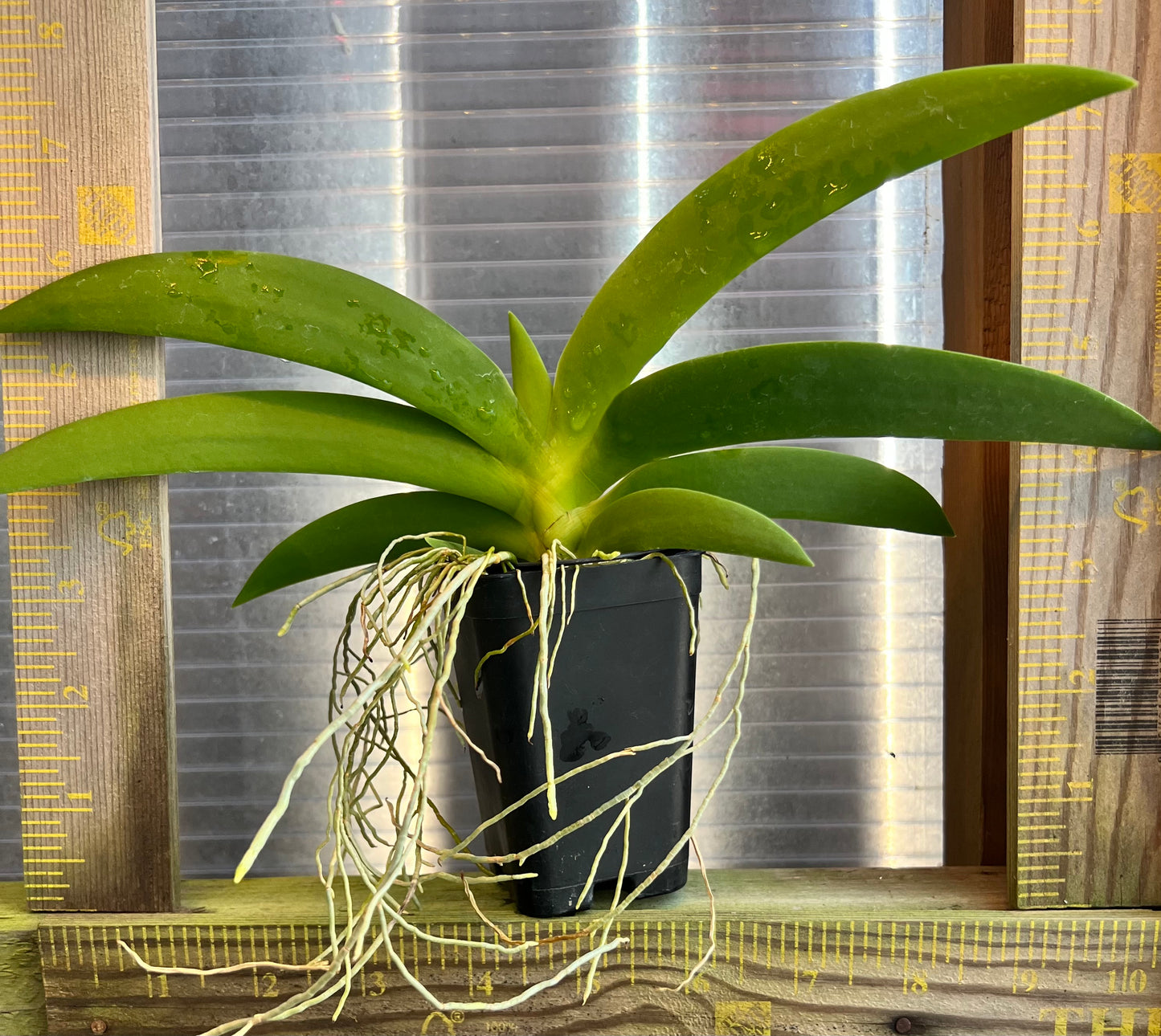 A compact species orchid/ Angraecum leonis