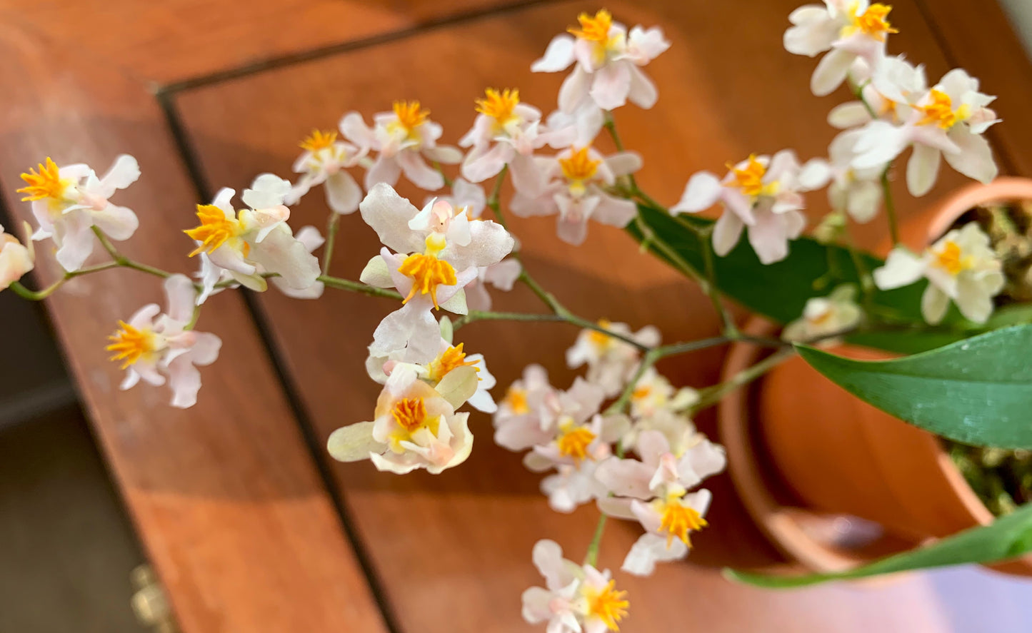 A Very Fragrant Orchid /Onc. Tsiku Marguerite