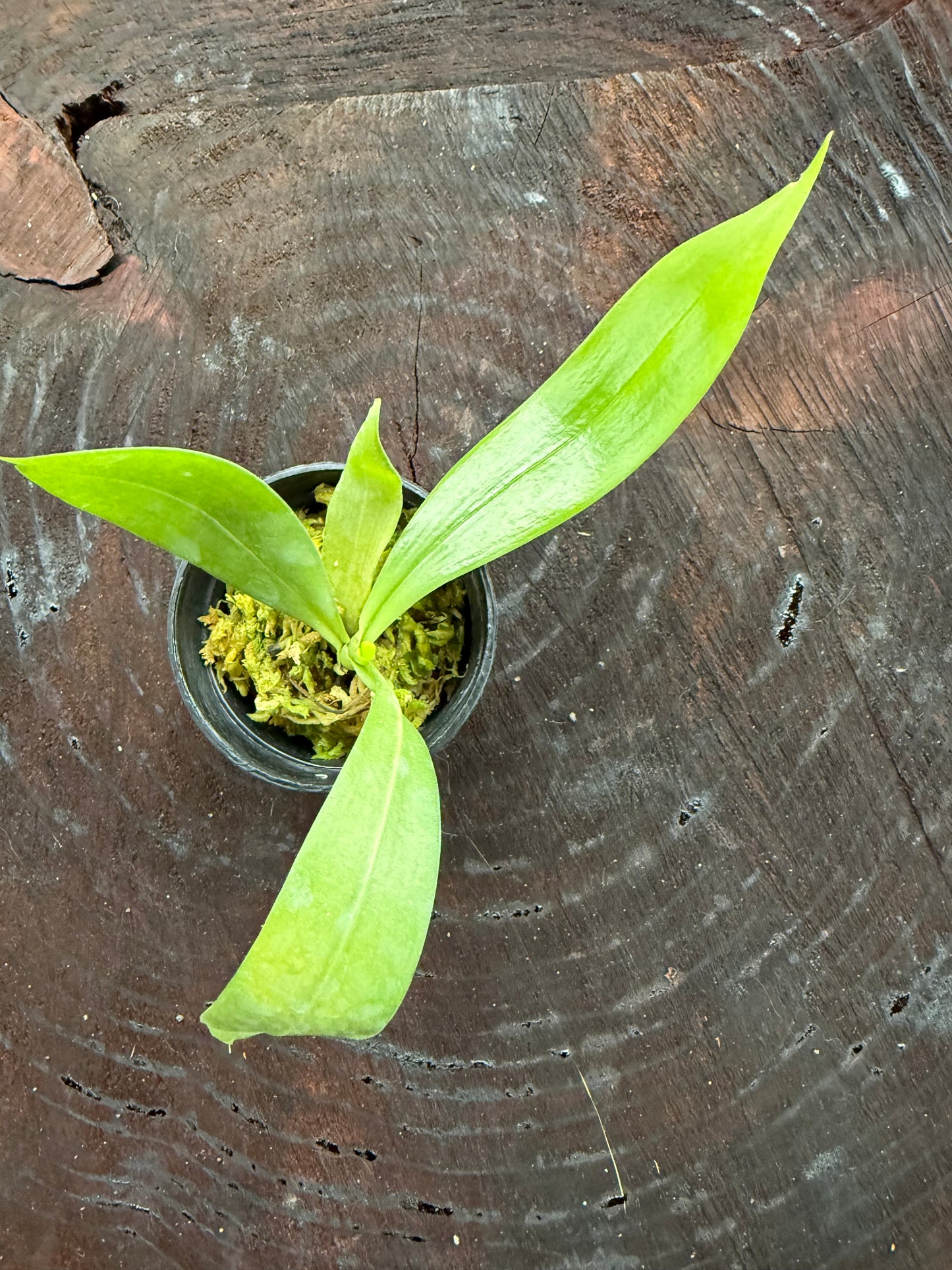 Aerangis citrata – Miniature Fragrant Epiphytic Orchid blooming size in 2 1/2” pot.