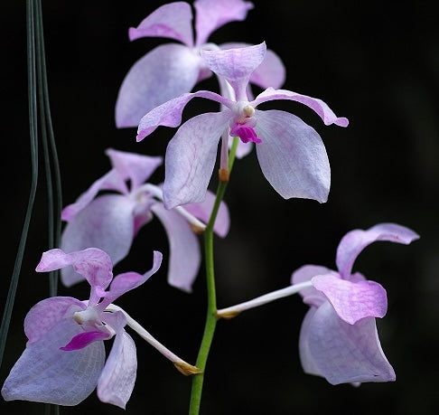 A rare pink form of the blue vanda species/ Vanda coerulea 'pink'/ blooming size in 3" nursery pot