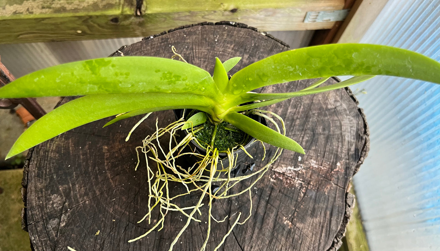 A compact species orchid/ Angraecum leonis