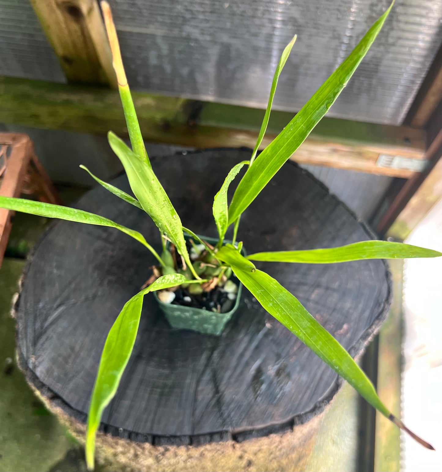 Dendrochilum filiforme