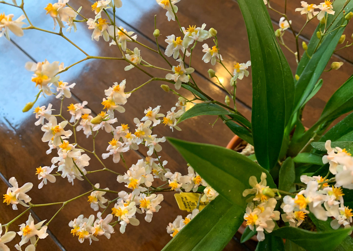 A Very Fragrant Orchid /Onc. Tsiku Marguerite