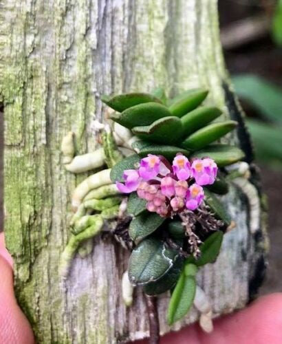 A perfect terrarium orchid/ Schoenorchi fragrant