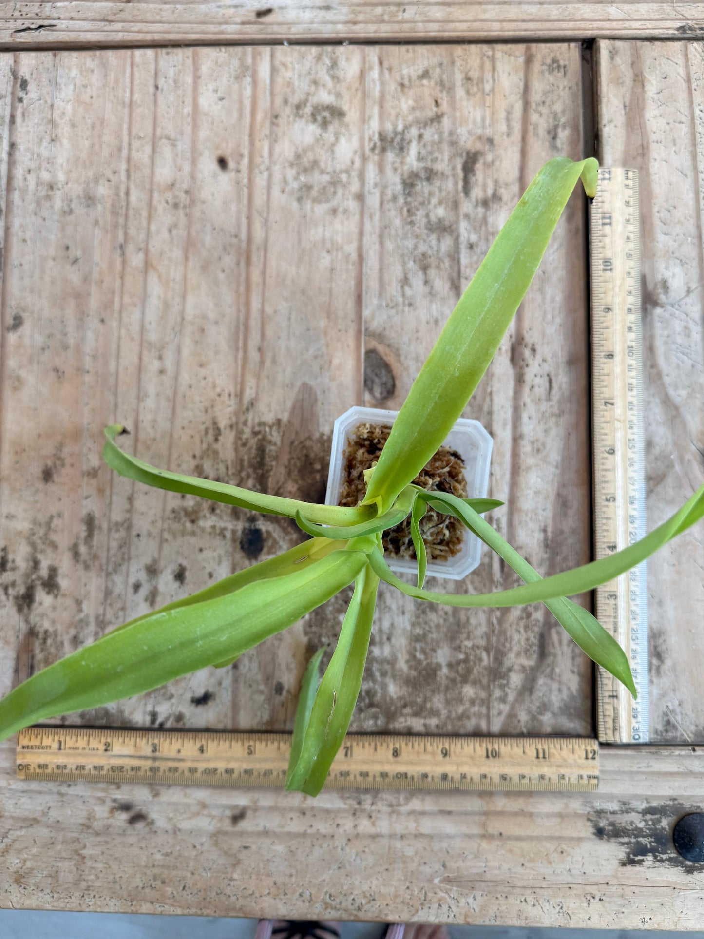 A fragrant species orchid /Aeranthes grandiflora