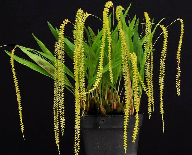 Dendrochilum filiforme