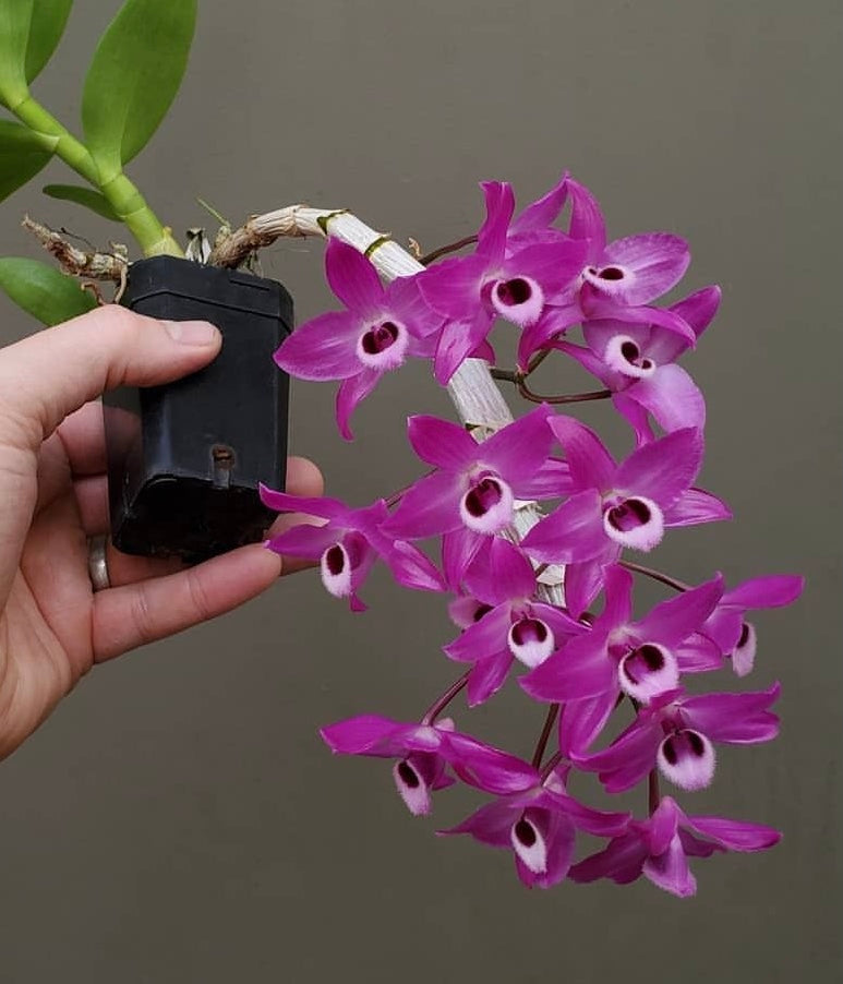 A compact fragrant species Orchid/ Dendrobium parishii