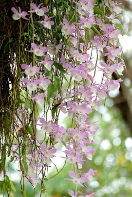 A stunning waterfall/ a species orchid/ Dendrobium aphyllum variegated 天宮石斛/ 2 feet long